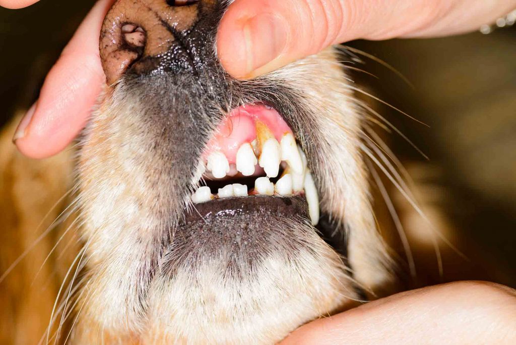 dog rotten teeth bad breath