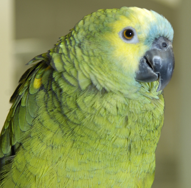 Photo of green parakeet