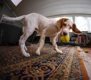 English Setter puppy playing with a tennis ball, Norway