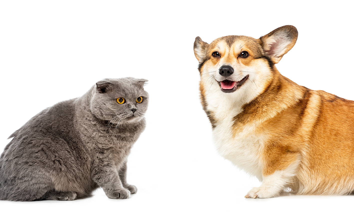 Obesity in  pets