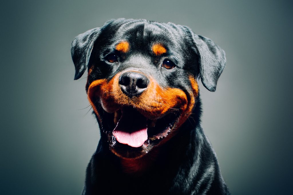 Your Guide to the Smartest Pet Breeds