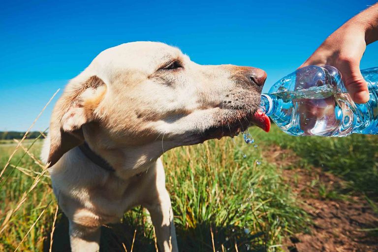 Stay Cool! Avoiding Hyperthermia in Pets | Lone Tree Veterinary Medical ...