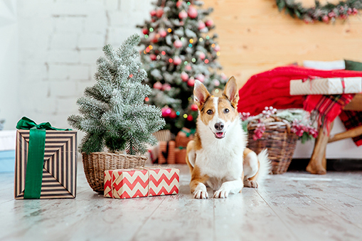 Holiday Safety Tips for Pet Owners