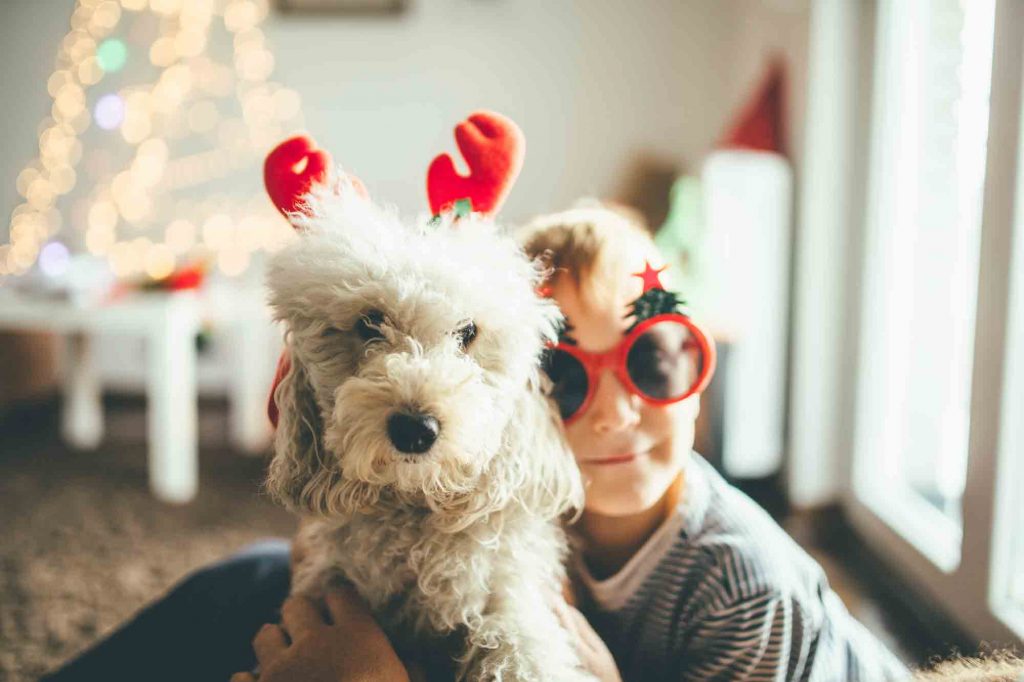 holiday pet reminders