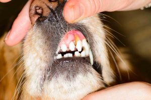 The Four Stages Of Pet Dental Disease 