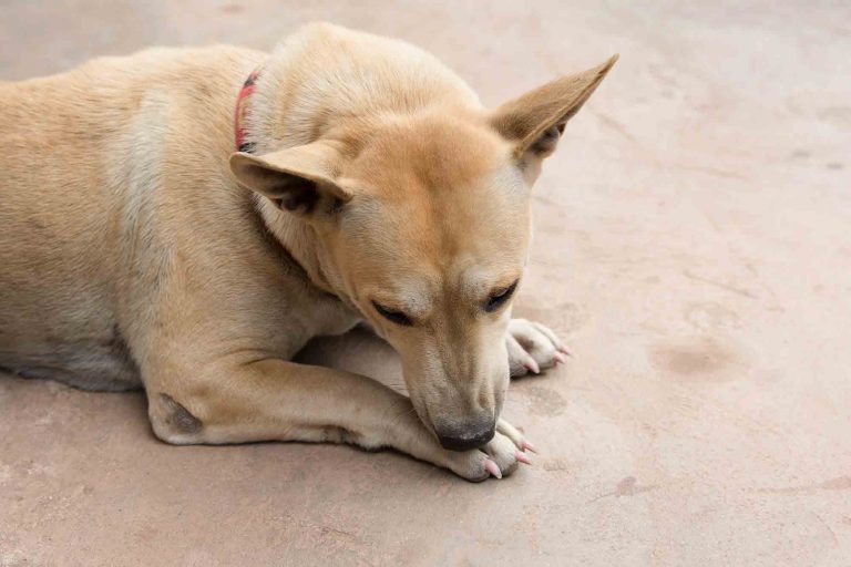 An Itch You Can’t Scratch: What to Do About Lice in Pets | Lone Tree ...