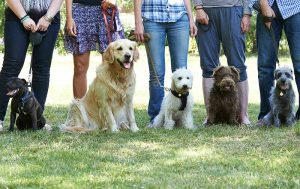 Lone Tree Veterinary Hospital's canine academy can help dog behavior