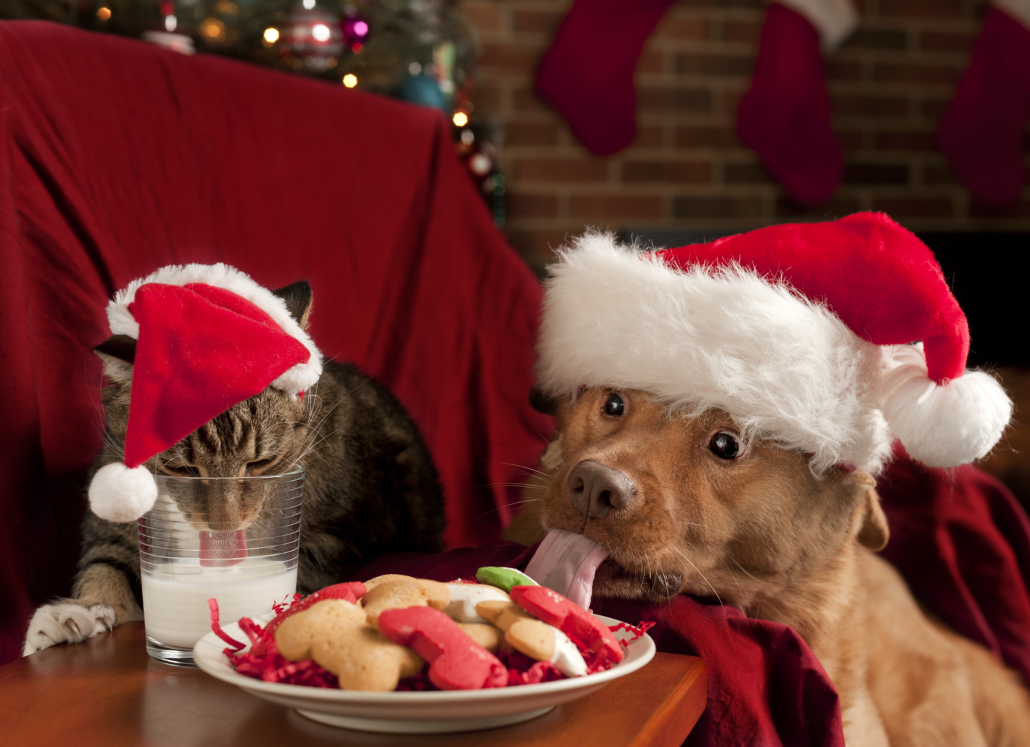 Holiday Pets That Are Dangerous for Your Pets