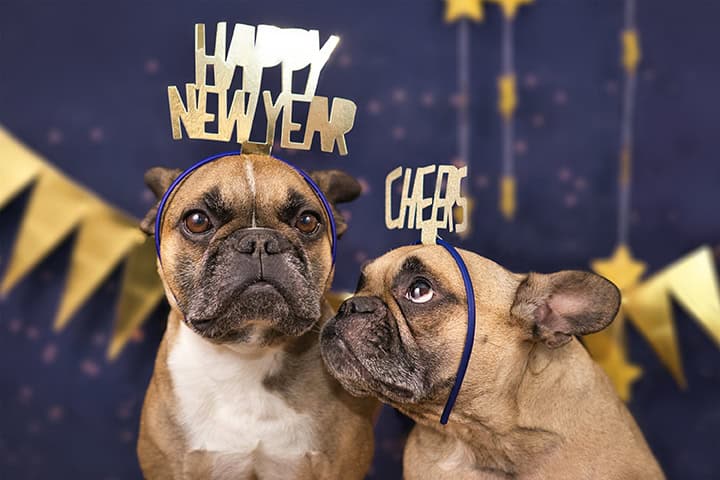 New Year’s Resolutions for Pet Owners