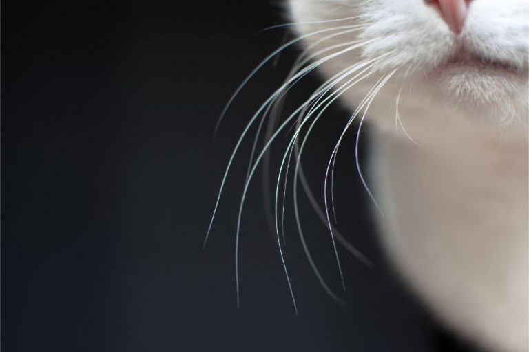 Whisker Fatigue in Cats