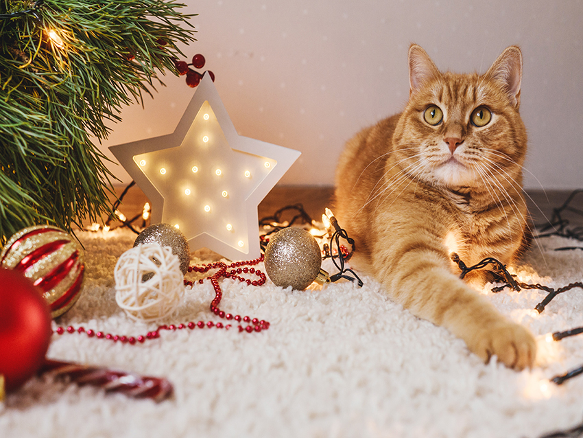 Home For the Holidays: Guide to Holiday Pet Adoption