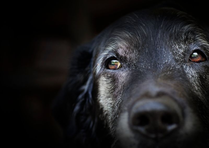 vestibular disease in dogs