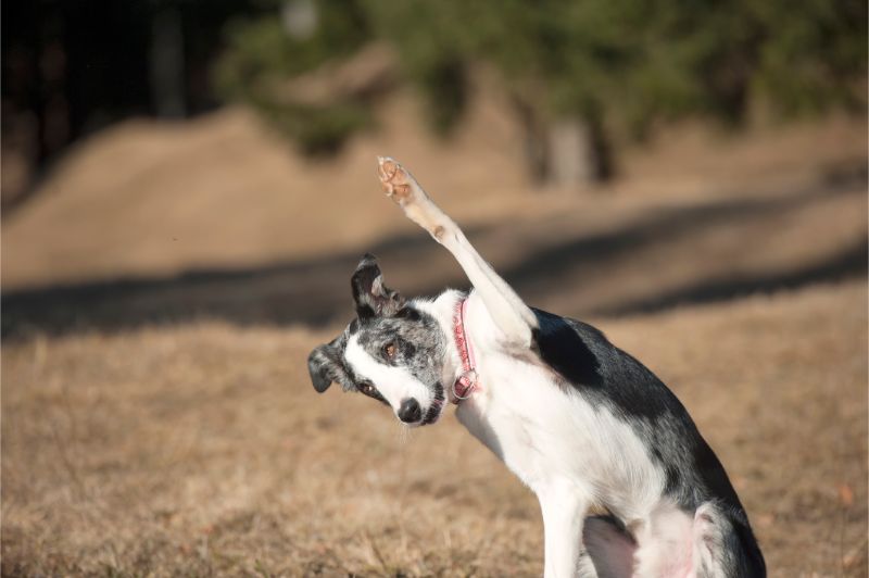 A white and grey dog waving its paw