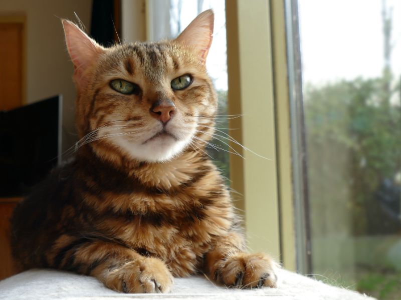 A tiger-striped cat sitting by the window