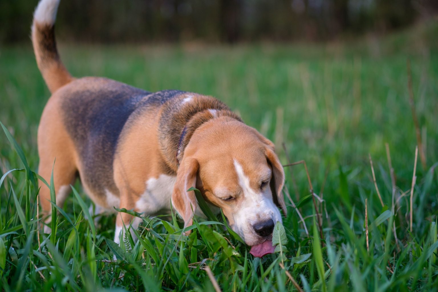 green-in-the-face-why-does-my-dog-eat-grass-lone-tree-veterinary