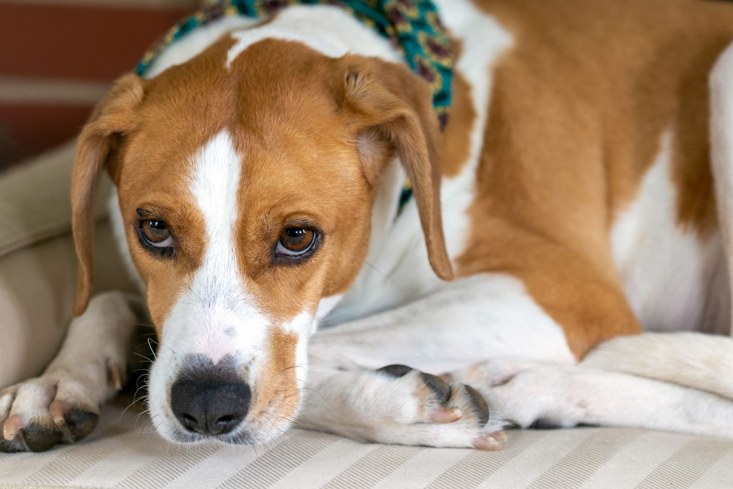 Medication for shop fearful dogs