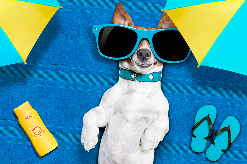 Don’t Get Burned: The Facts On Pets and Sunscreen