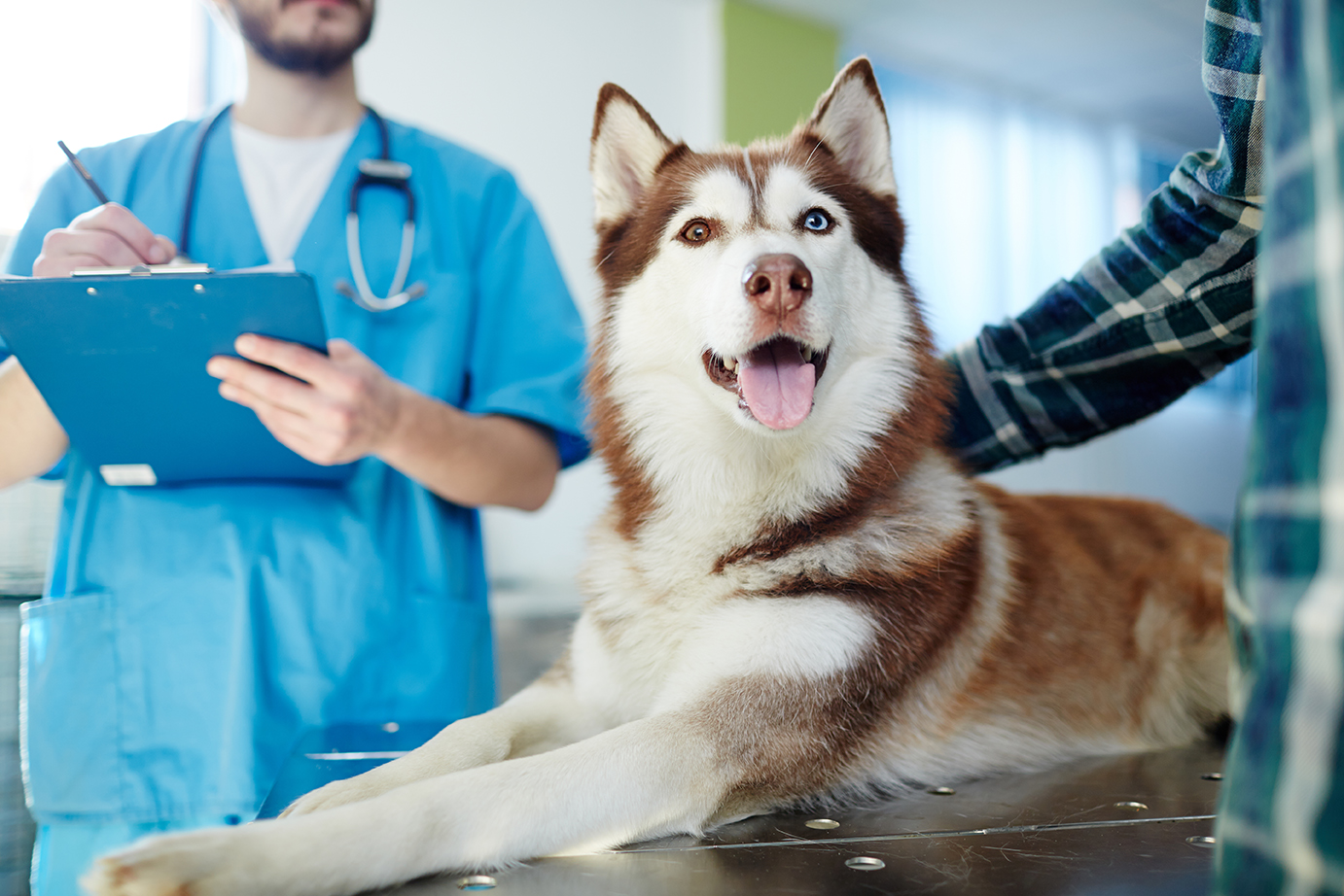 How to help your dog stay calm during vet visits 