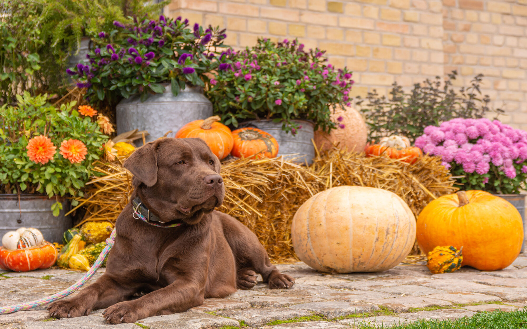 Fall Pet Safety Tips