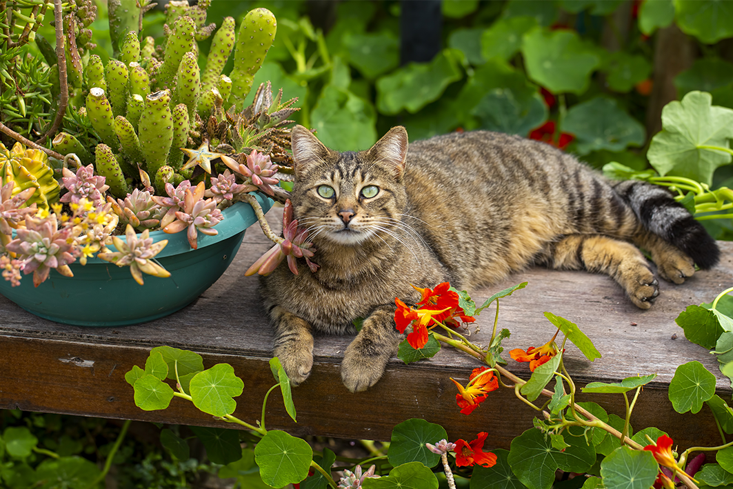 Safeguarding Against Outdoor Pet Toxins