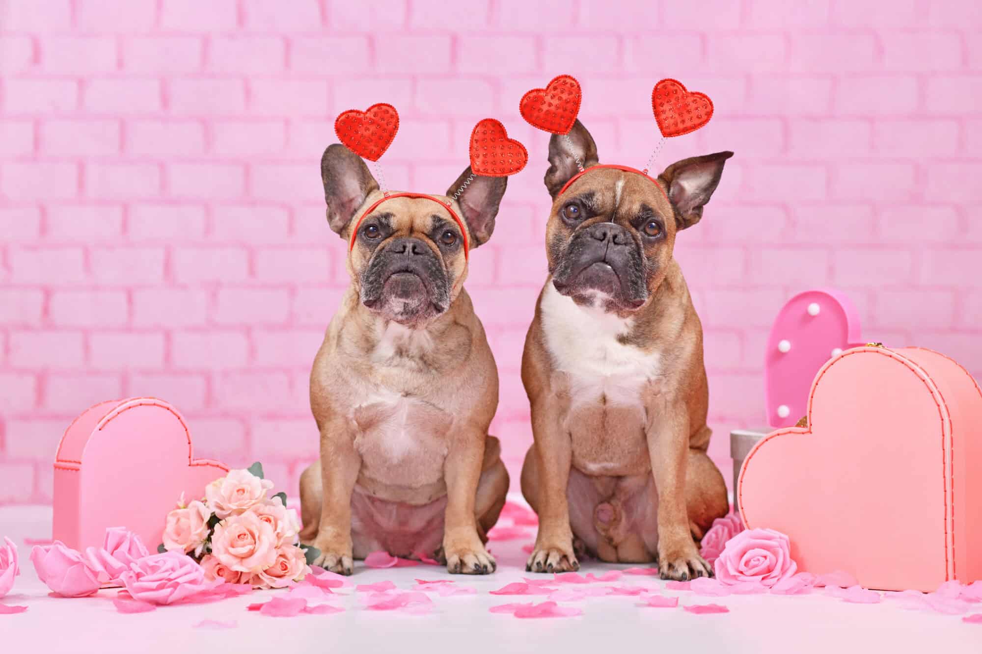 Pet Safe Valentine’s Day