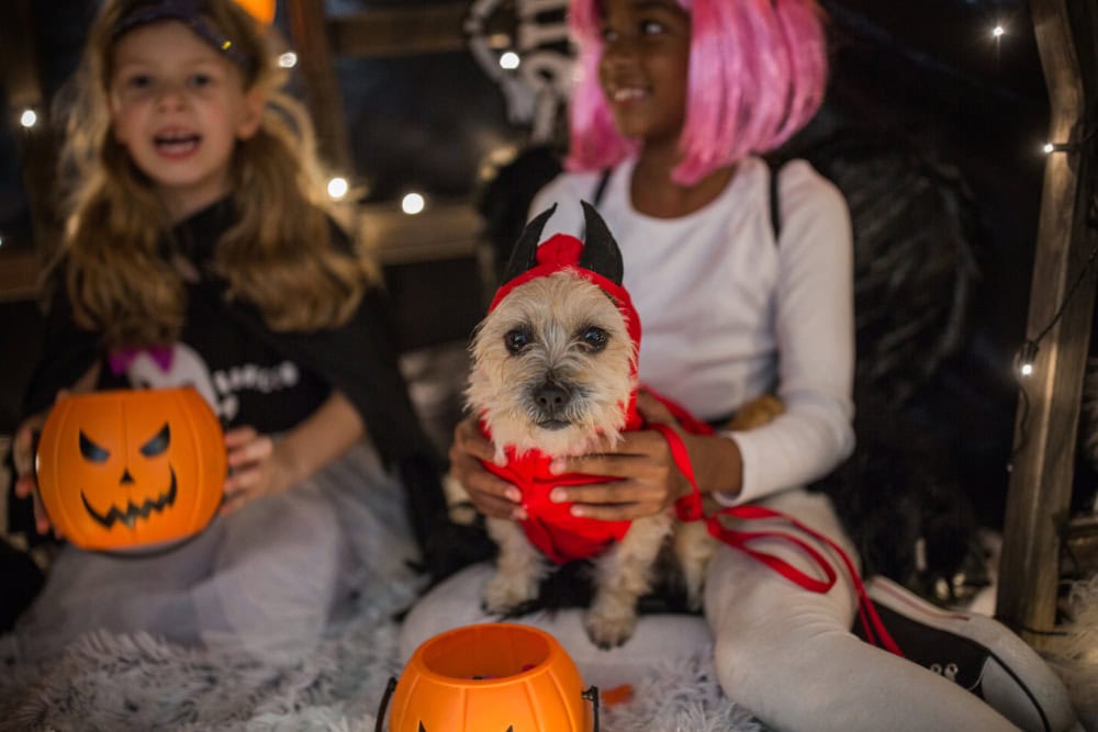 Halloween Pet Safety Tips Halloween Pet Safety Tips