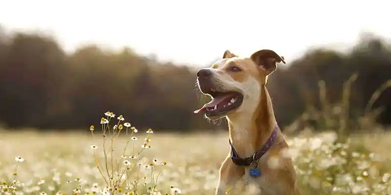 A dog in a field