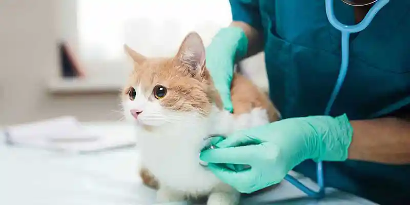 A cat being examined