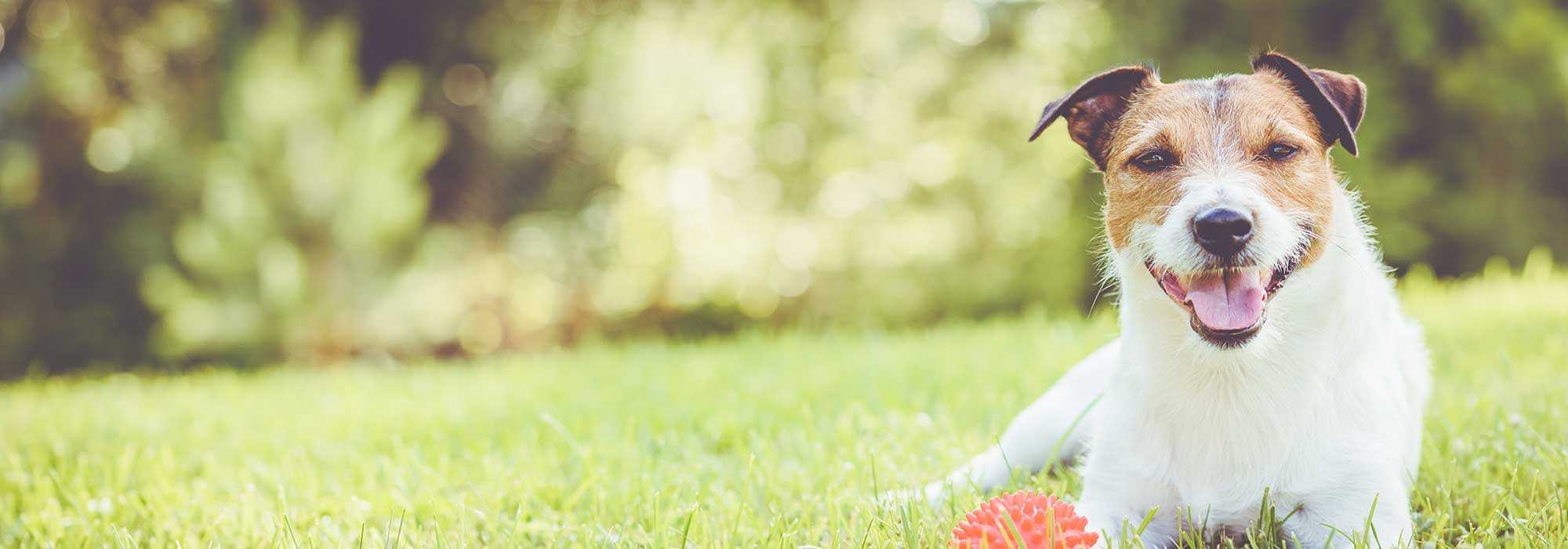 A Jack Russell Terrier in a lawn