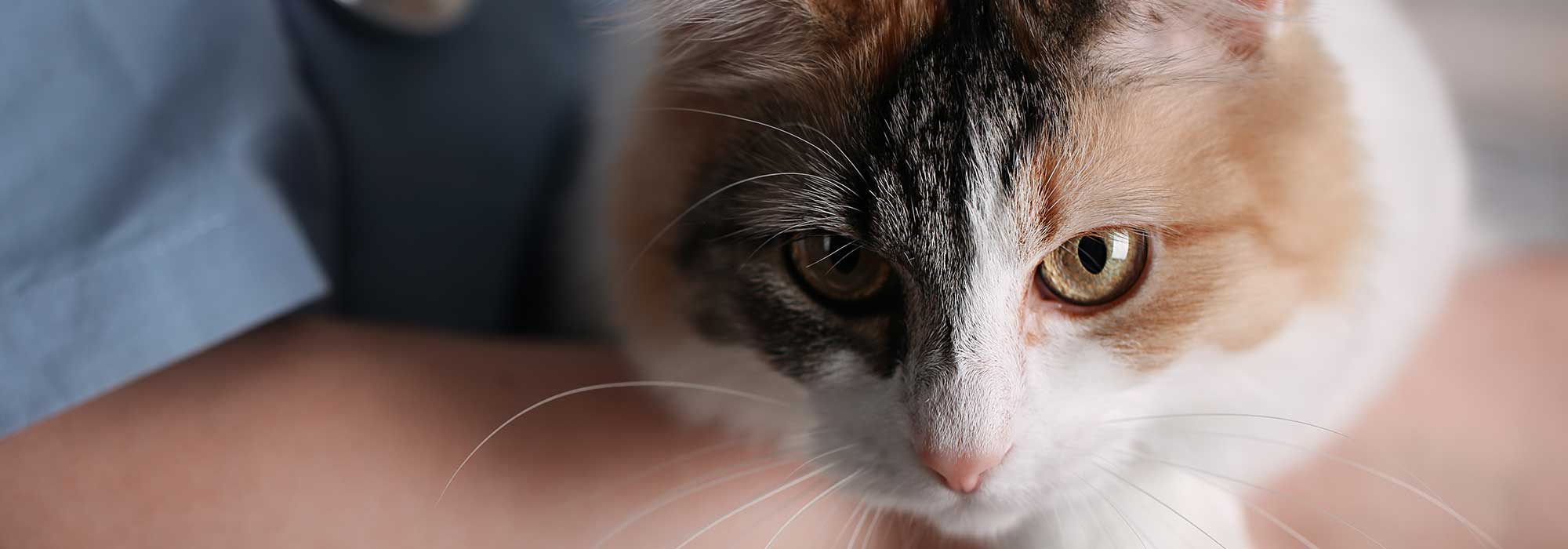 A cat being held