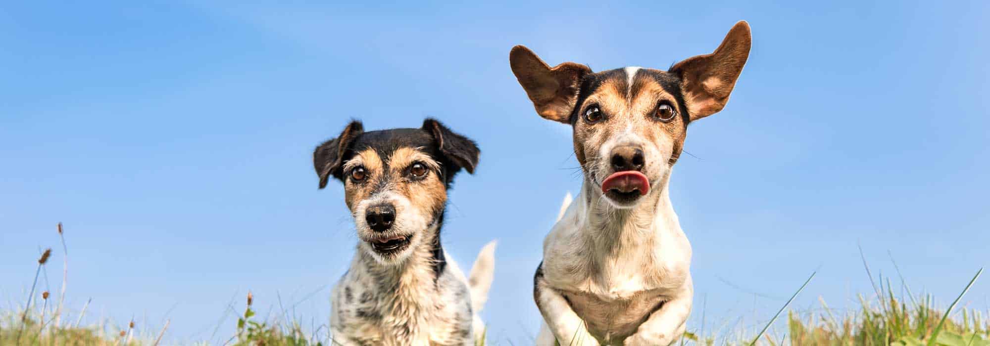 Dogs jumping