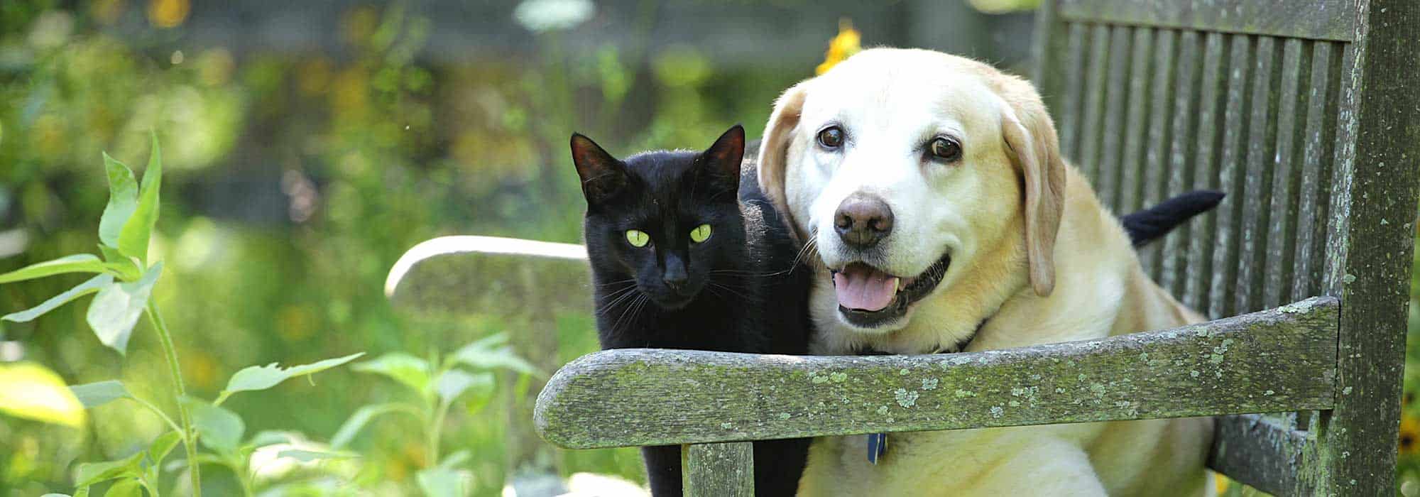 A dog and cat outside