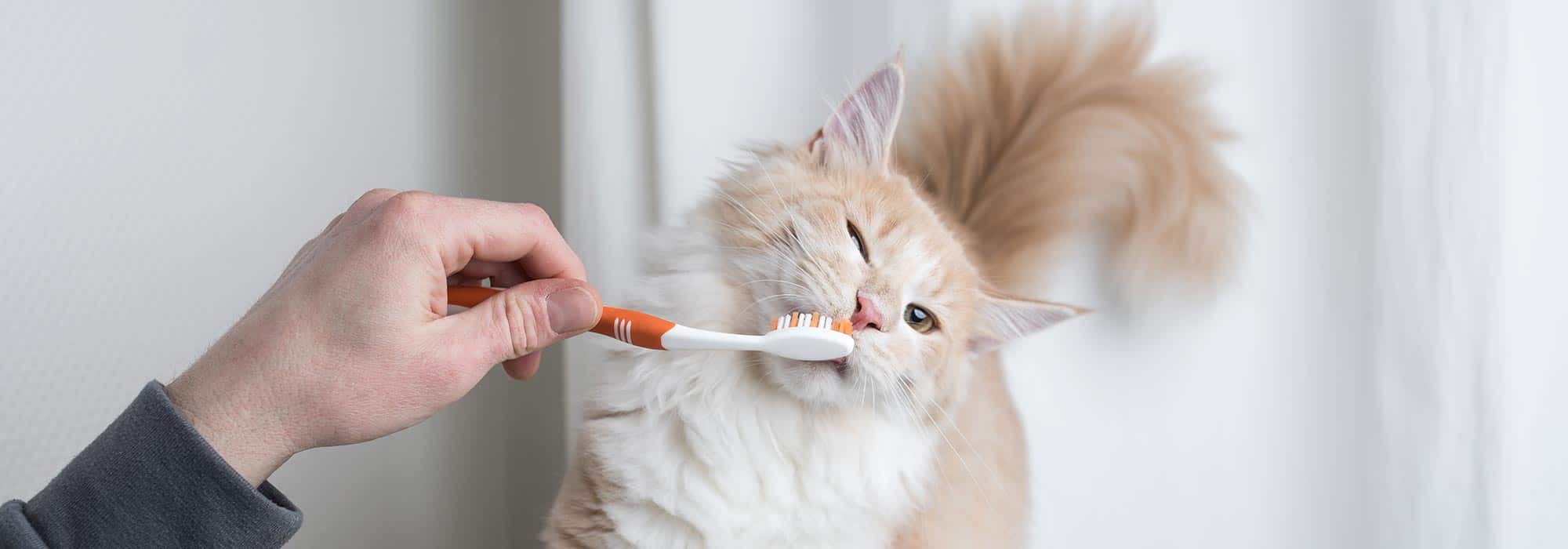 A cat having teeth brushed