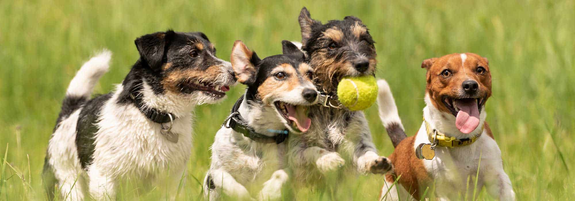 A pack of dogs running