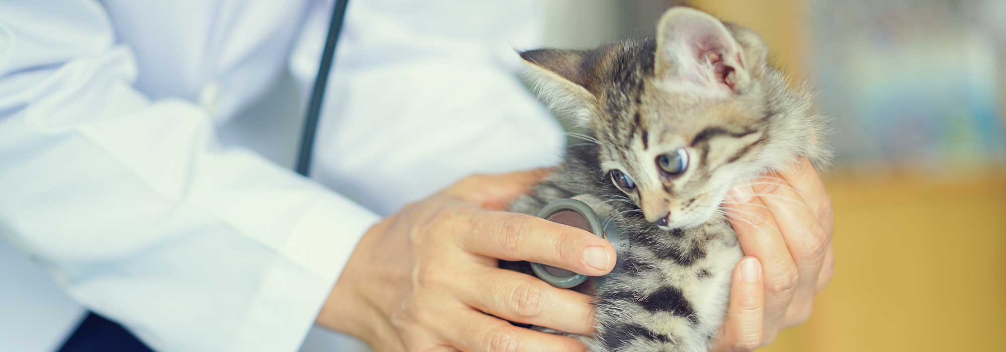 A kitten being examined