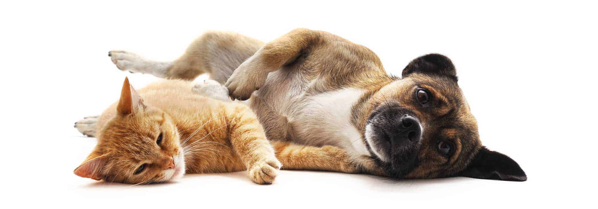 A cat and dog laying down