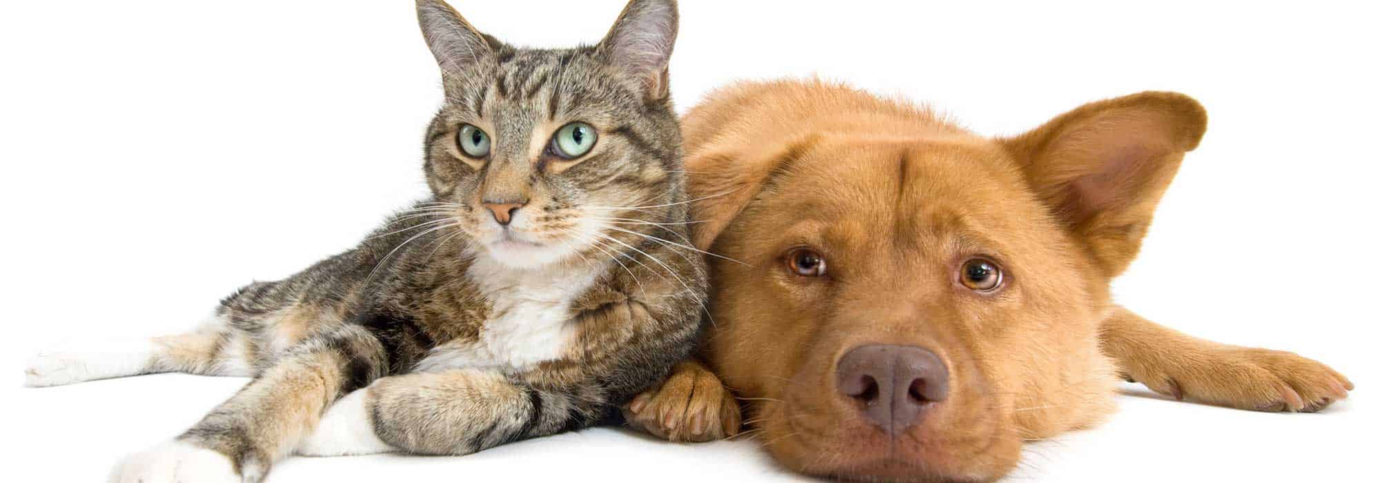 A dog and cat