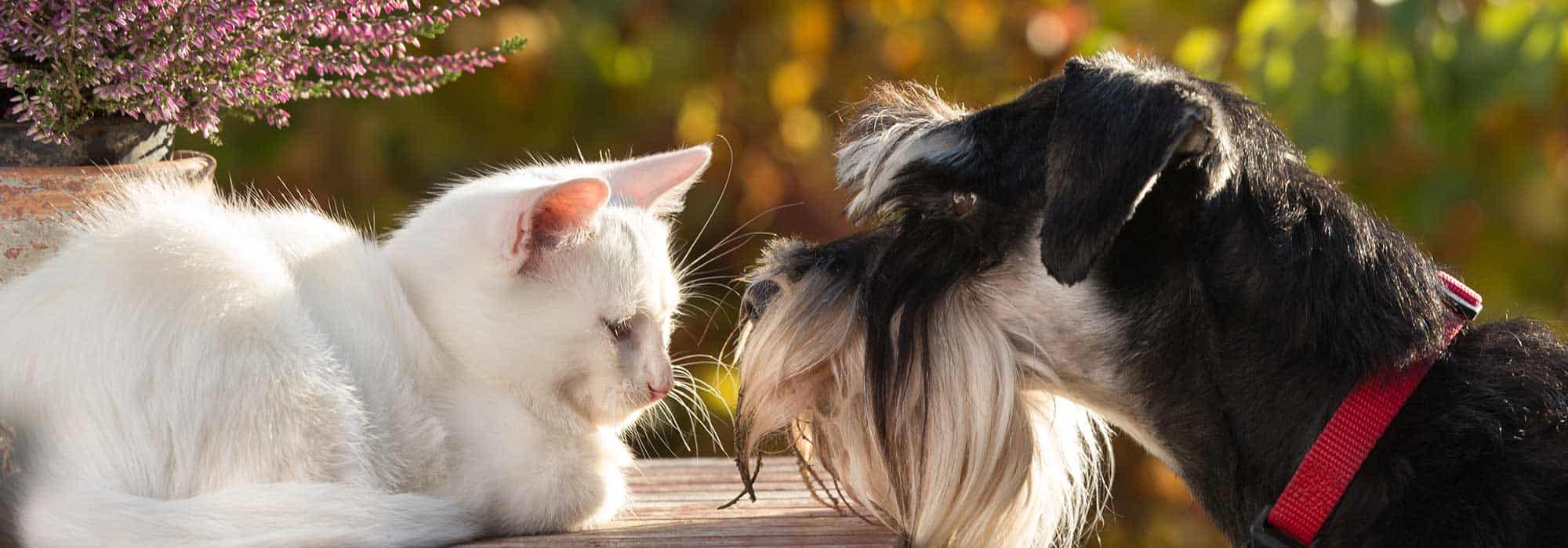 A cat and dog looking at each other