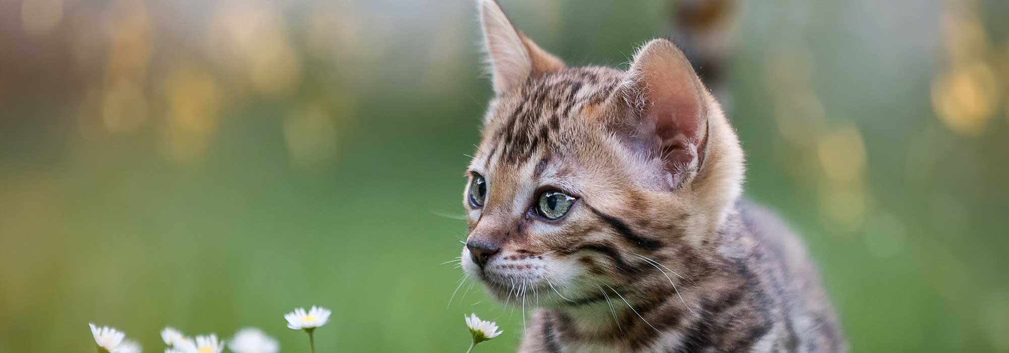 A kitten sniffing a flower