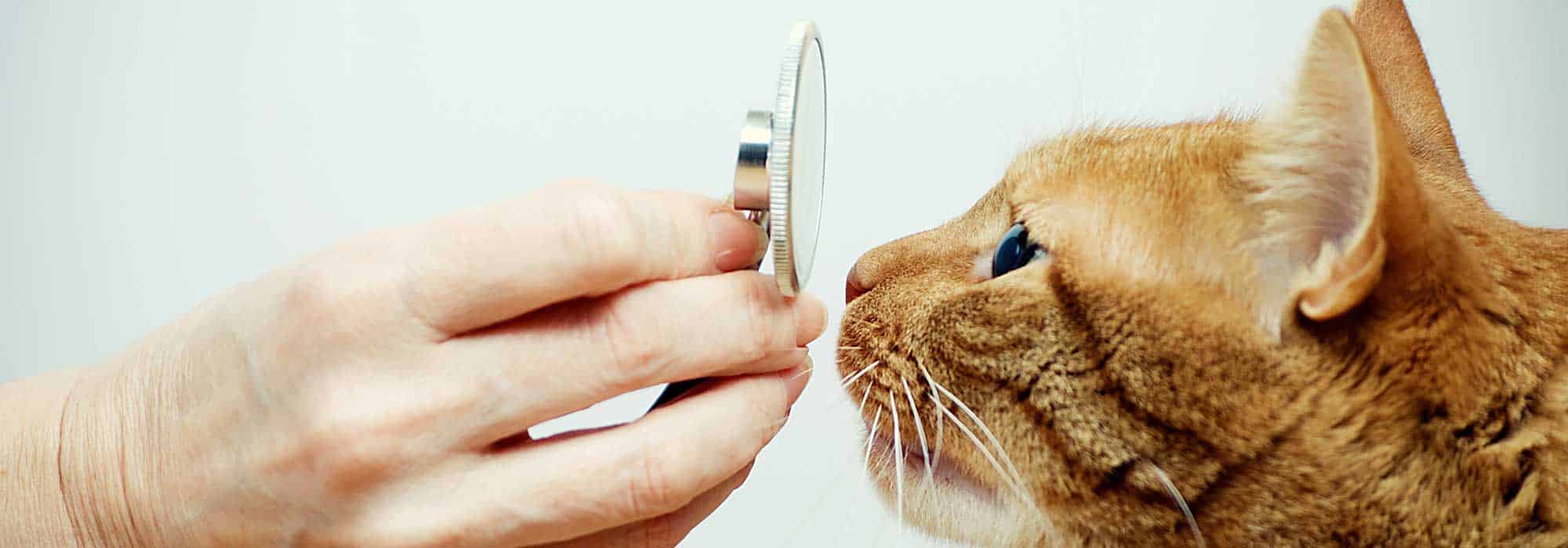 A cat with a stethoscope