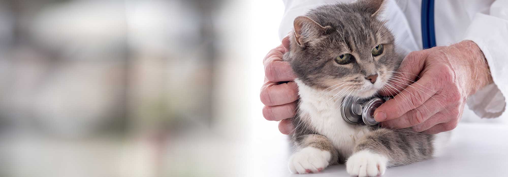 A cat being examined