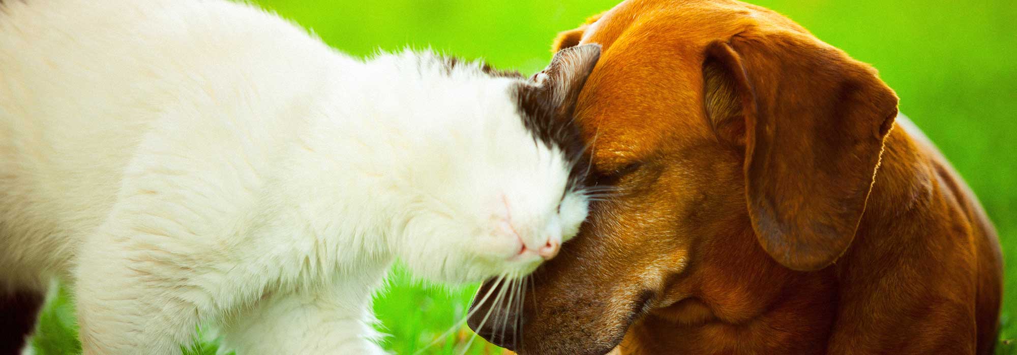 A dog and cat cuddling