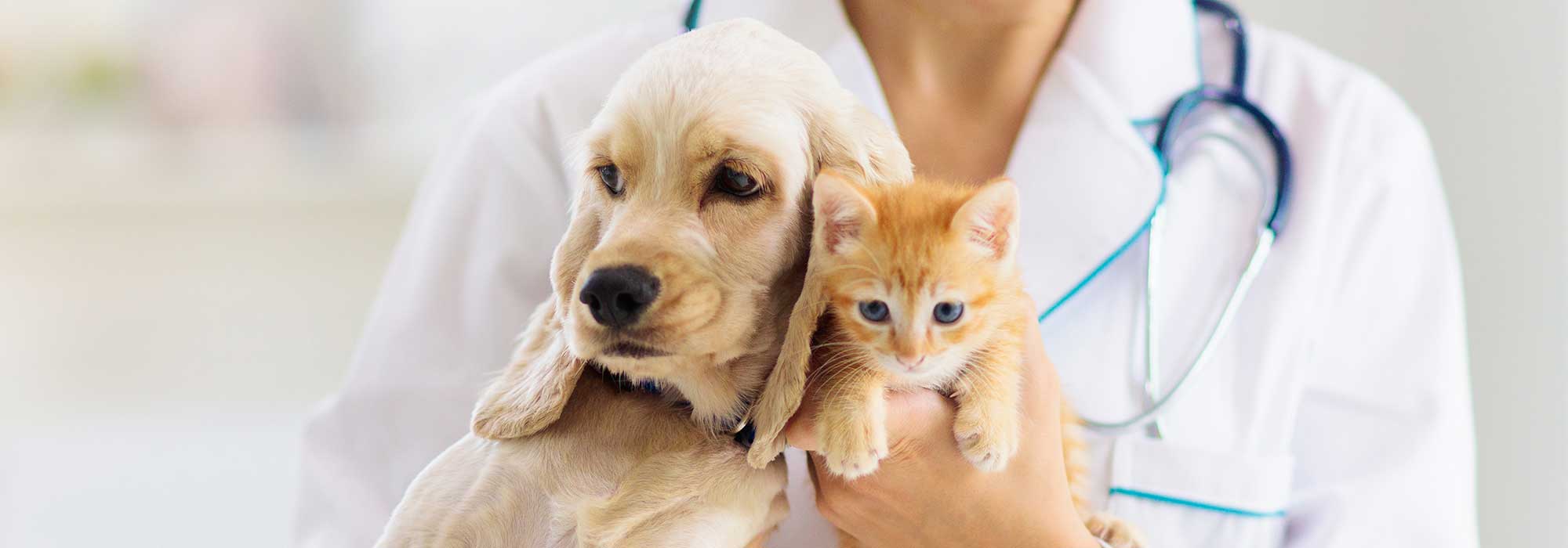 A dog being held