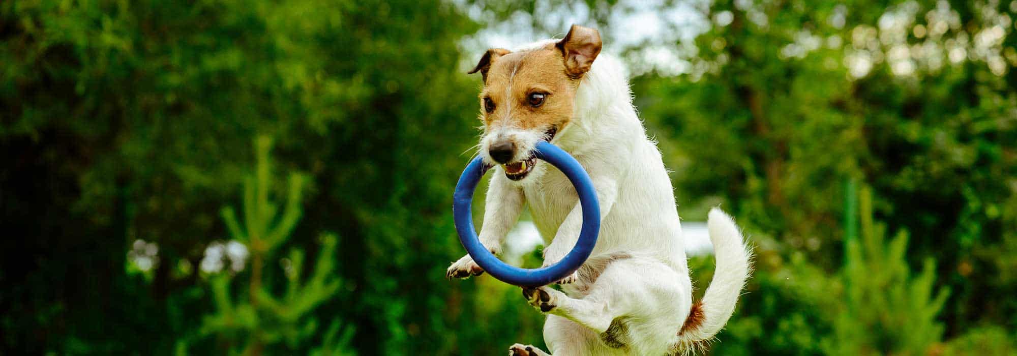 A Jack Russell Terrier jumping with a toy