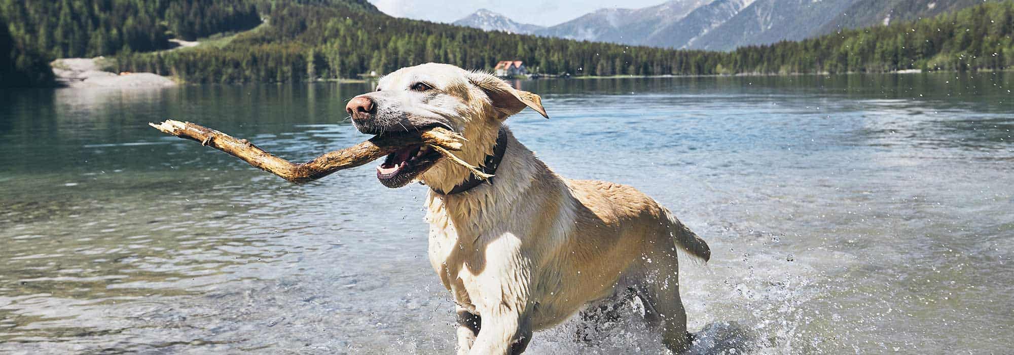 A dog with a stick