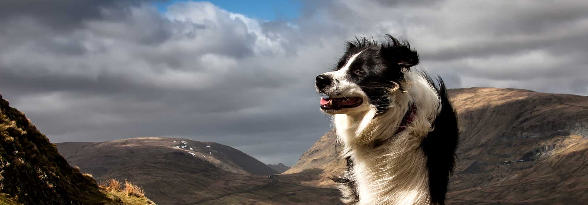 A dog in the mountains